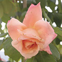 mostra botanica 2014